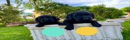 Labrador Retriever dogs for sale: KC Registered Labrador Retriever - 2 girls & 1 boy - Advert 10