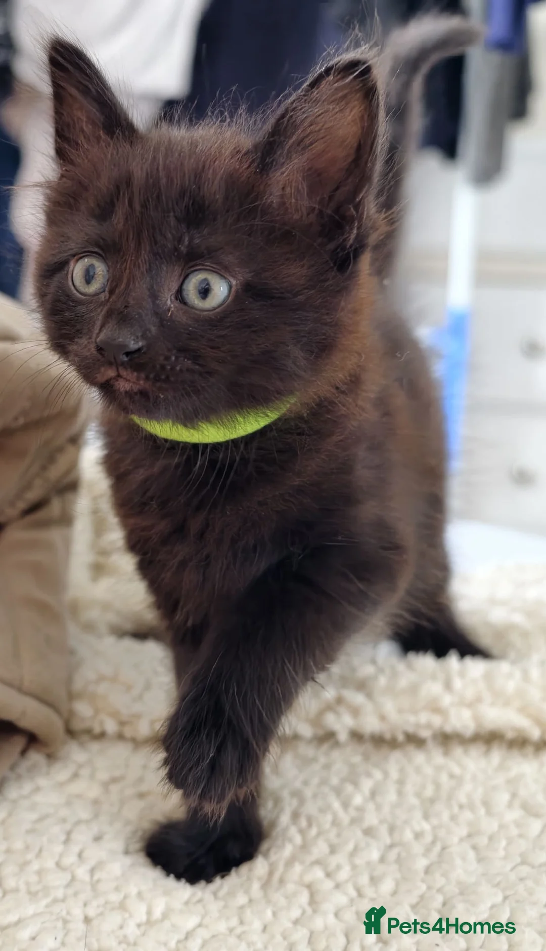 Mixed Breed cats for sale: Kittens in North Walsham - Advert 16
