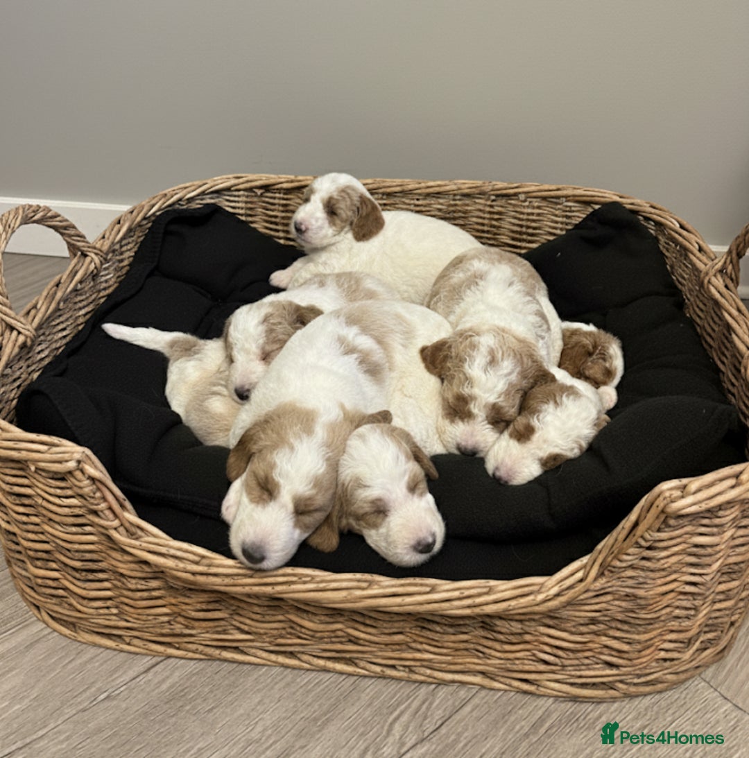 Double Doodle dogs for sale: Parti Double Doodles🐾  - Advert 17