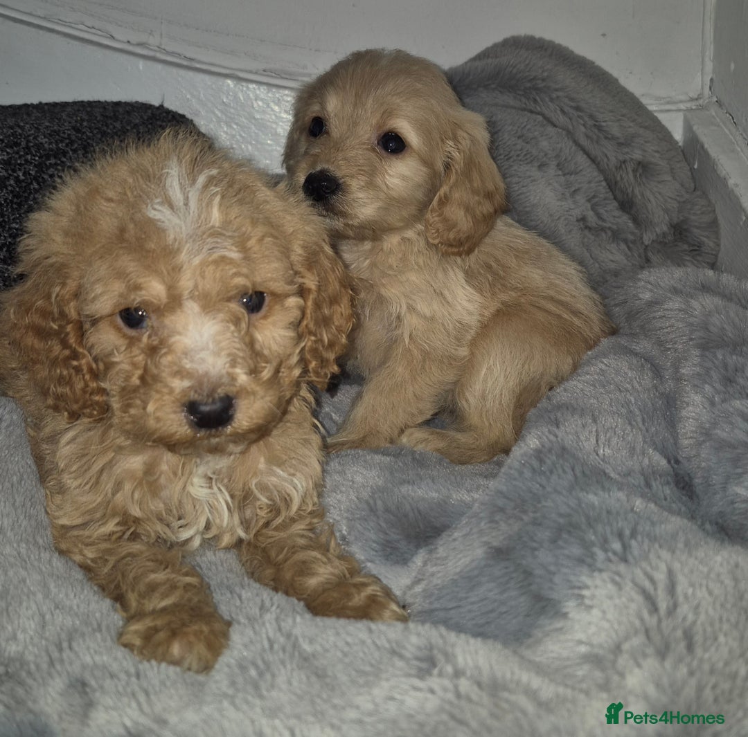 Cockapoo dogs for sale: Cockapoo pups  - Advert 6