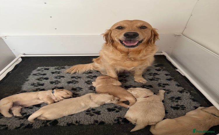 Golden Retriever dogs - Advert 3
