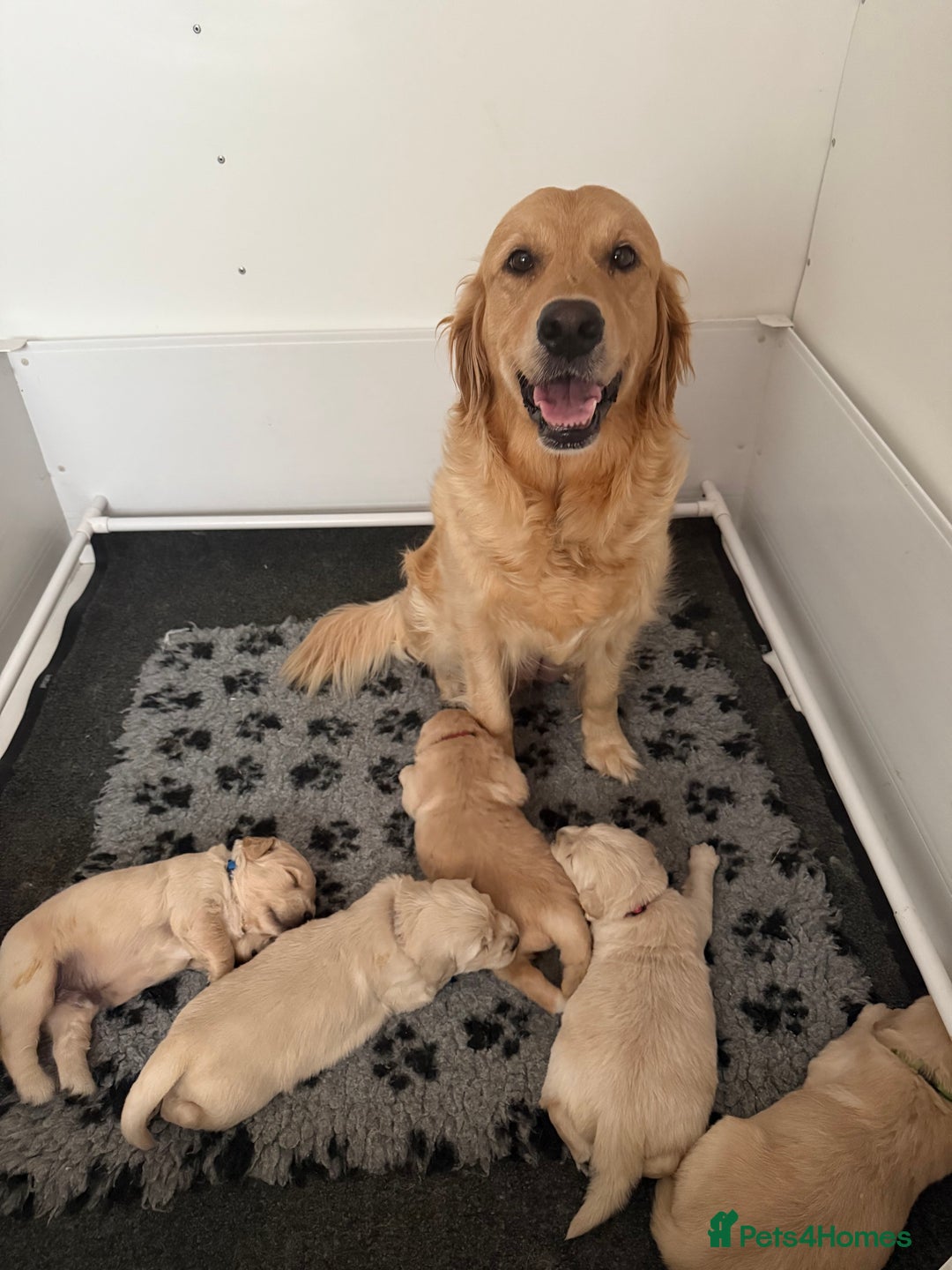 Golden Retriever dogs for sale: Stunning chunky golden retriever puppies  - Image 1
