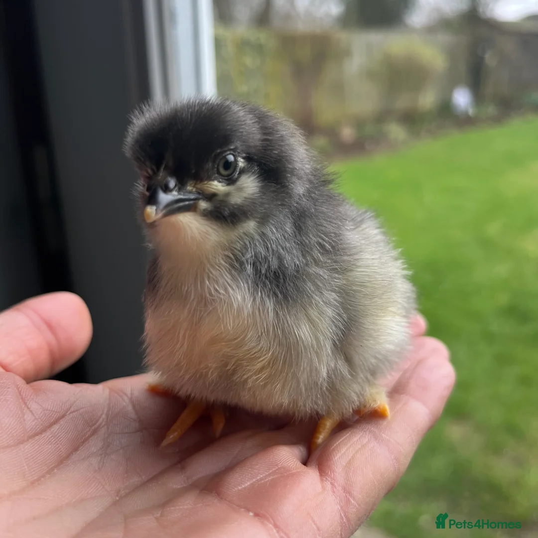 Chickens poultry for sale: Chickens - Advert 4