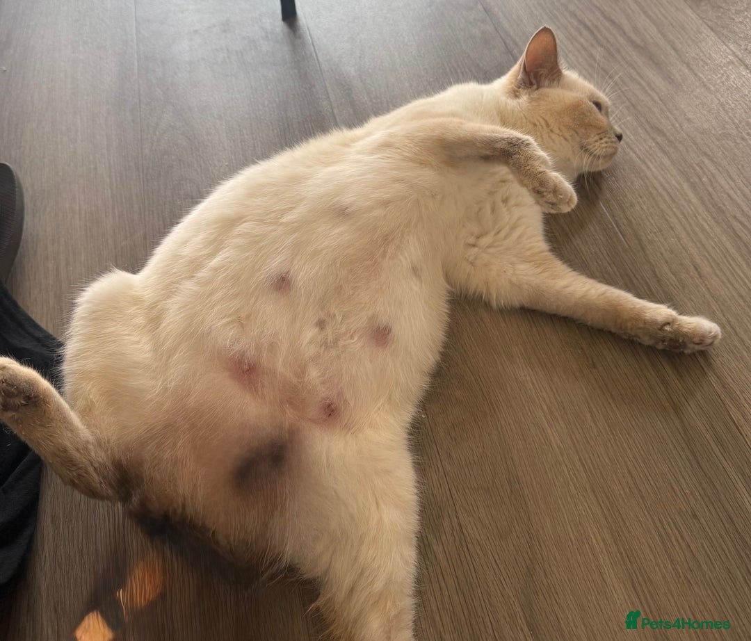 British Shorthair cats for sale: 🐾💜lilac and lilac point girls💜🐾 health tested  - Image 3