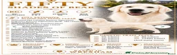 Golden Retriever dogs for sale: Therapy Dog -Multi-Championship Bloodlines - Advert 6