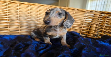 Miniature Dachshund dogs - Advert 1