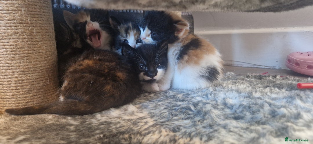 Mixed Breed cats for sale: Litter of 6 healthy beautiful kittens - Image 8