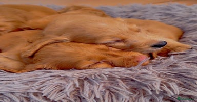 Cocker Spaniel dogs - Advert 7