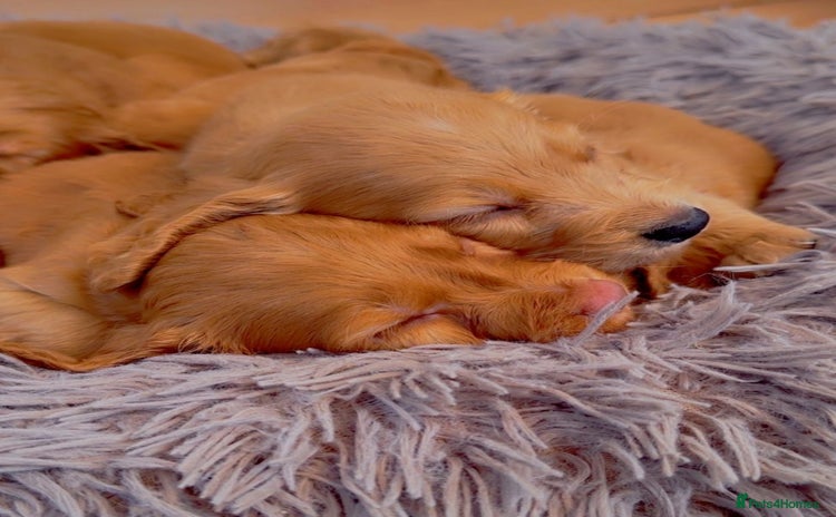 Cocker Spaniel dogs - Advert 15