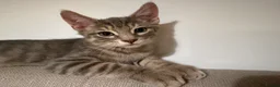 Mixed Breed cats for sale: 🐾 Gorgeous Furry Sphynx Cross Kittens 🐾 - Advert 12