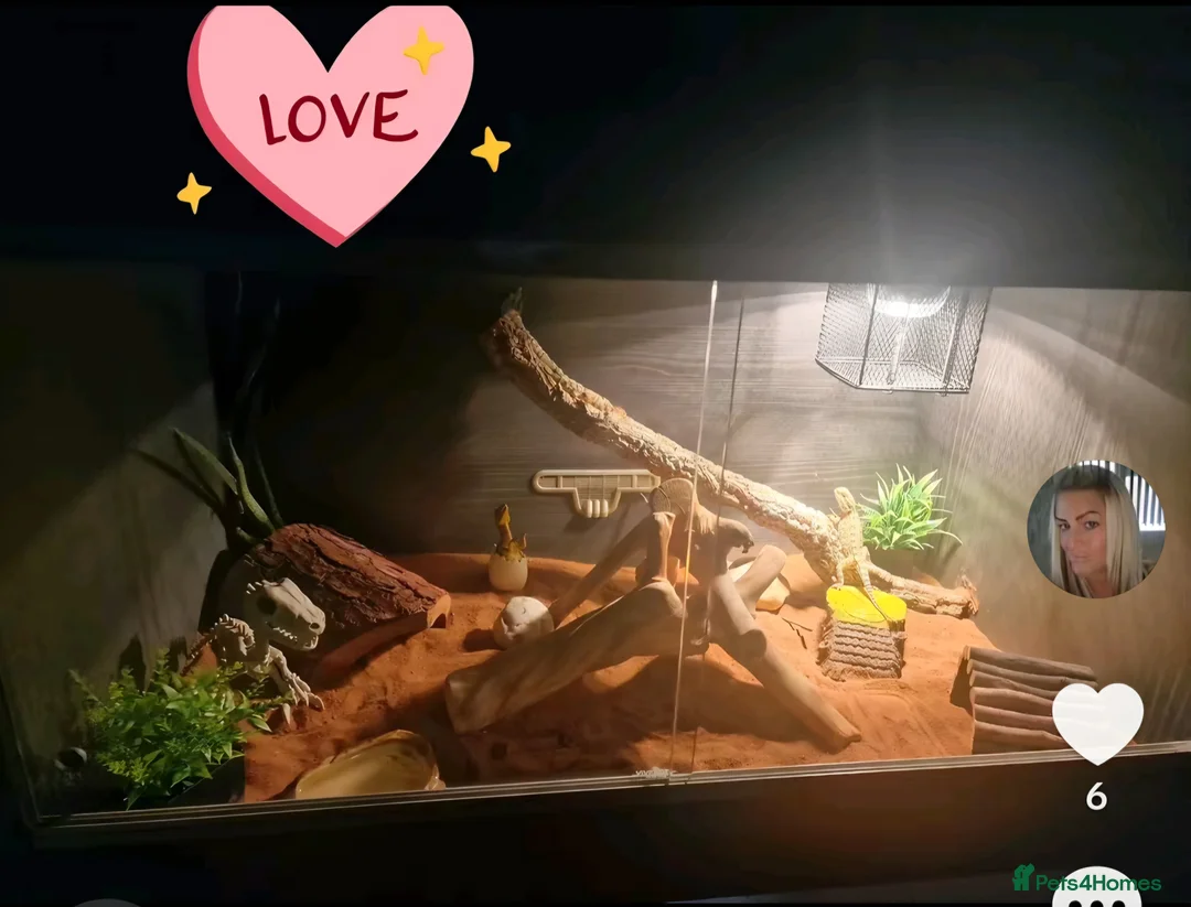 Bearded Dragon reptiles for sale: 3month old ranking dragon and set up - Advert 1