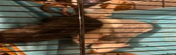 Rat rodents for sale: Three female rats, cage and all accessories  - Advert 7