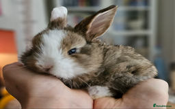 Mini Lop rabbits for sale: Adorable Baby Minilops Mixed - Image 1