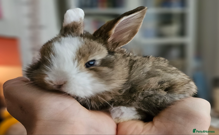 Mini Lop rabbits - Advert 3