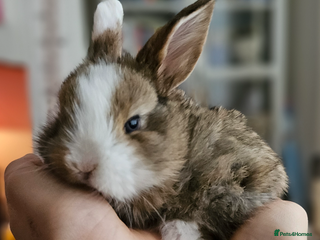 Mini Lop rabbits - Advert 1