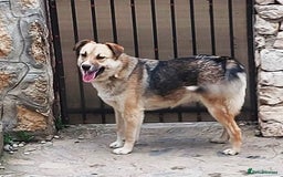 Mixed Breed dogs for adoption: CHLOE - a Lovely mix breed Girl, for a Loving Home - Image 9