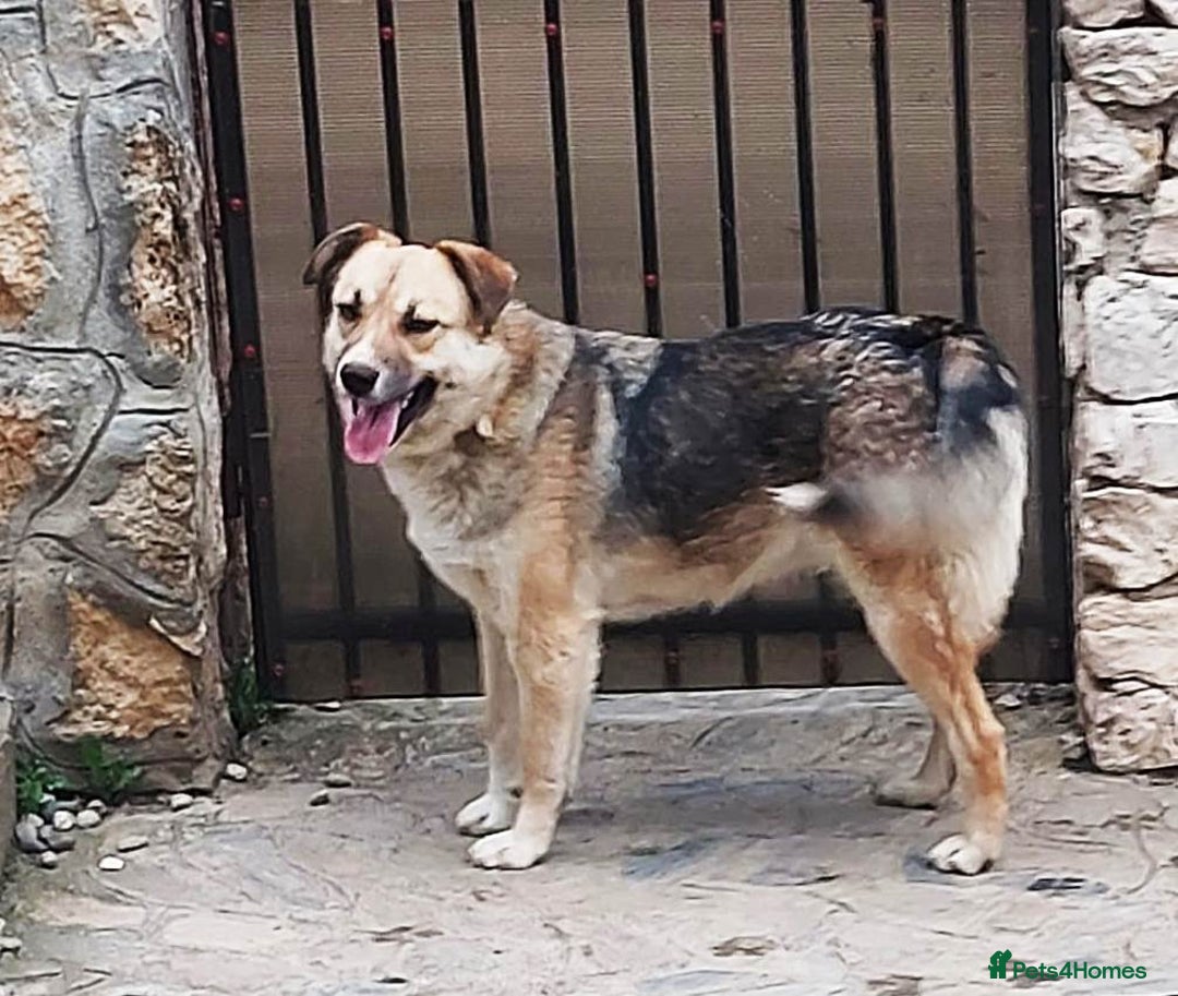 Mixed Breed dogs for adoption: CHLOE - a Lovely mix breed Girl, for a Loving Home - Image 9