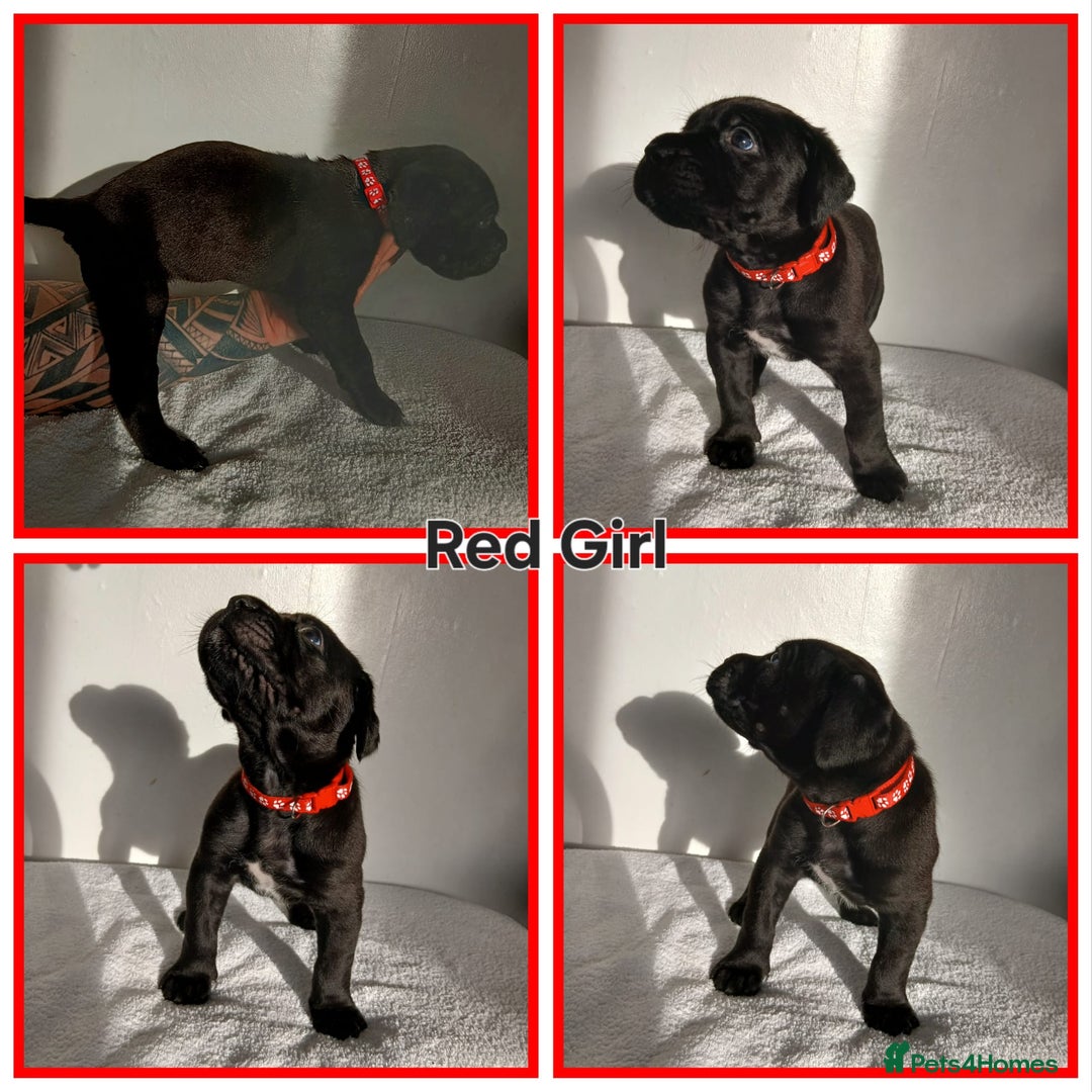 Cane Corso dogs for sale: Cane corso puppes - Advert 3