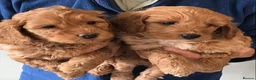 Labradoodle dogs for sale: Perfect F1B Mini Labradoodle Puppies - Advert 39
