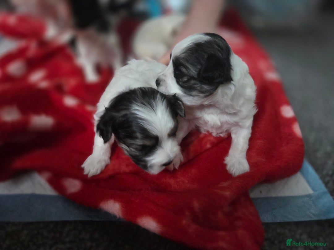 Maltese dogs for sale: 3 boys 1 girl x maltese puppies - Advert 21