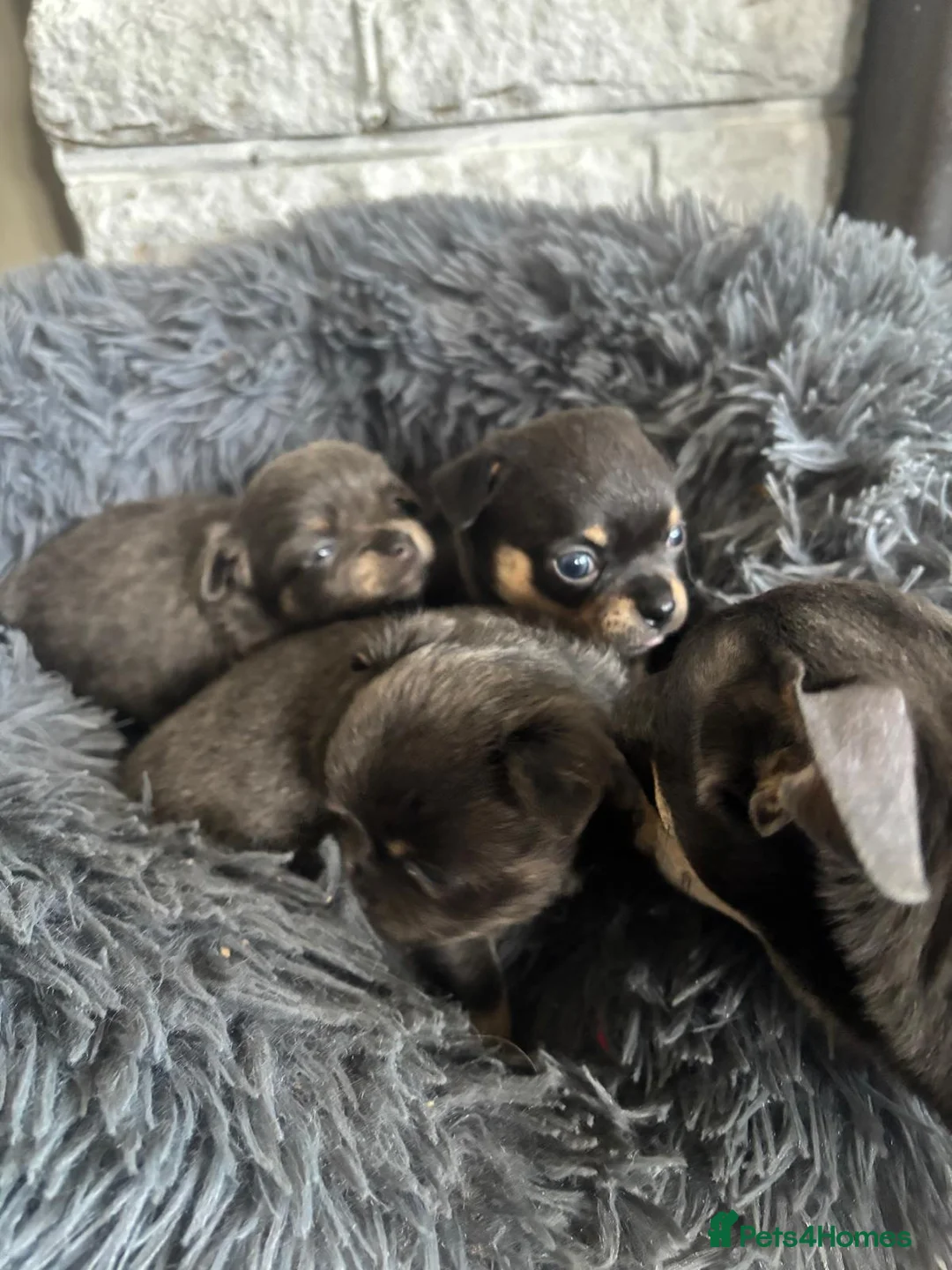 Chihuahua dogs for sale: Beautiful chihuahua puppies in Leatherhead - Advert 6