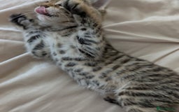 Bengal cats for sale: Purebred Spotted Bengal Kittens Brown Charcoal - Image 13