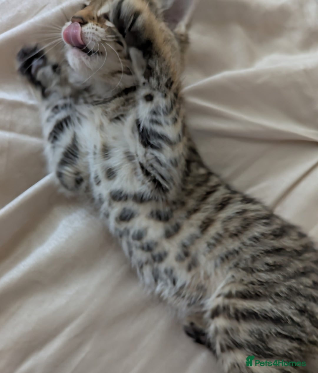 Bengal cats for sale: Purebred Spotted Bengal Kittens Brown Charcoal - Image 13