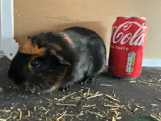 Guinea Pig rodents Guineapigs - Advert 12