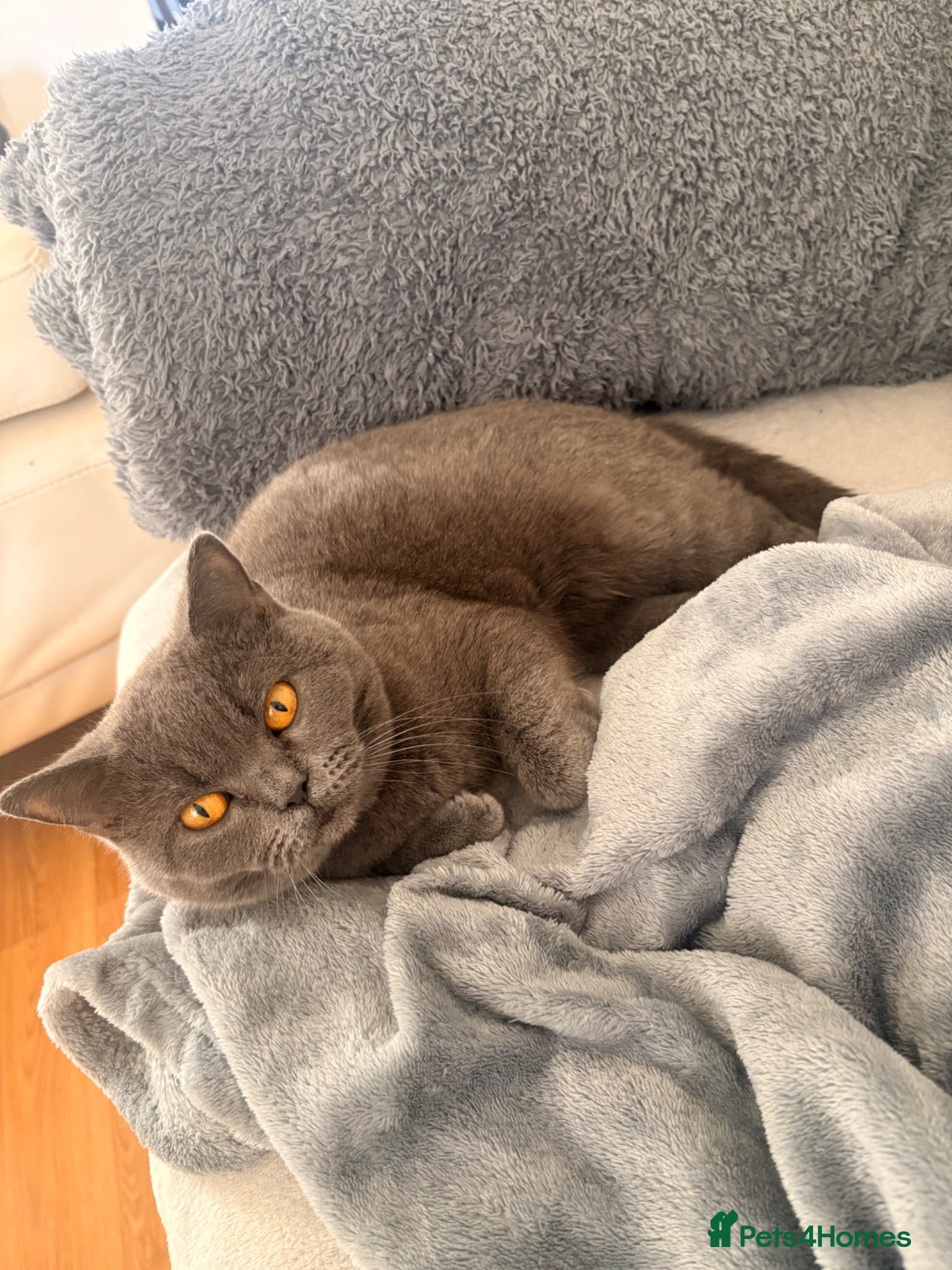 British Shorthair cats Lovely British  short hair female for sale  - Advert 1