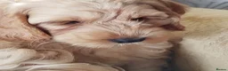 Cockapoo dogs for sale:  Cockerpoo f2 Ready to leave. - Advert 7