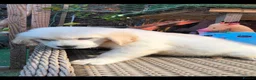Golden Retriever dogs for sale: Beautiful golden retriever puppies  - Advert 5