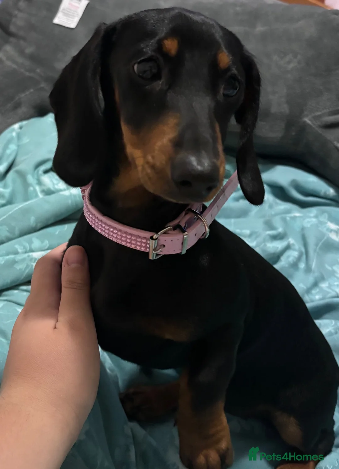 Miniature Dachshund dogs for sale: Miniture dachshund in Seaton - Advert 2