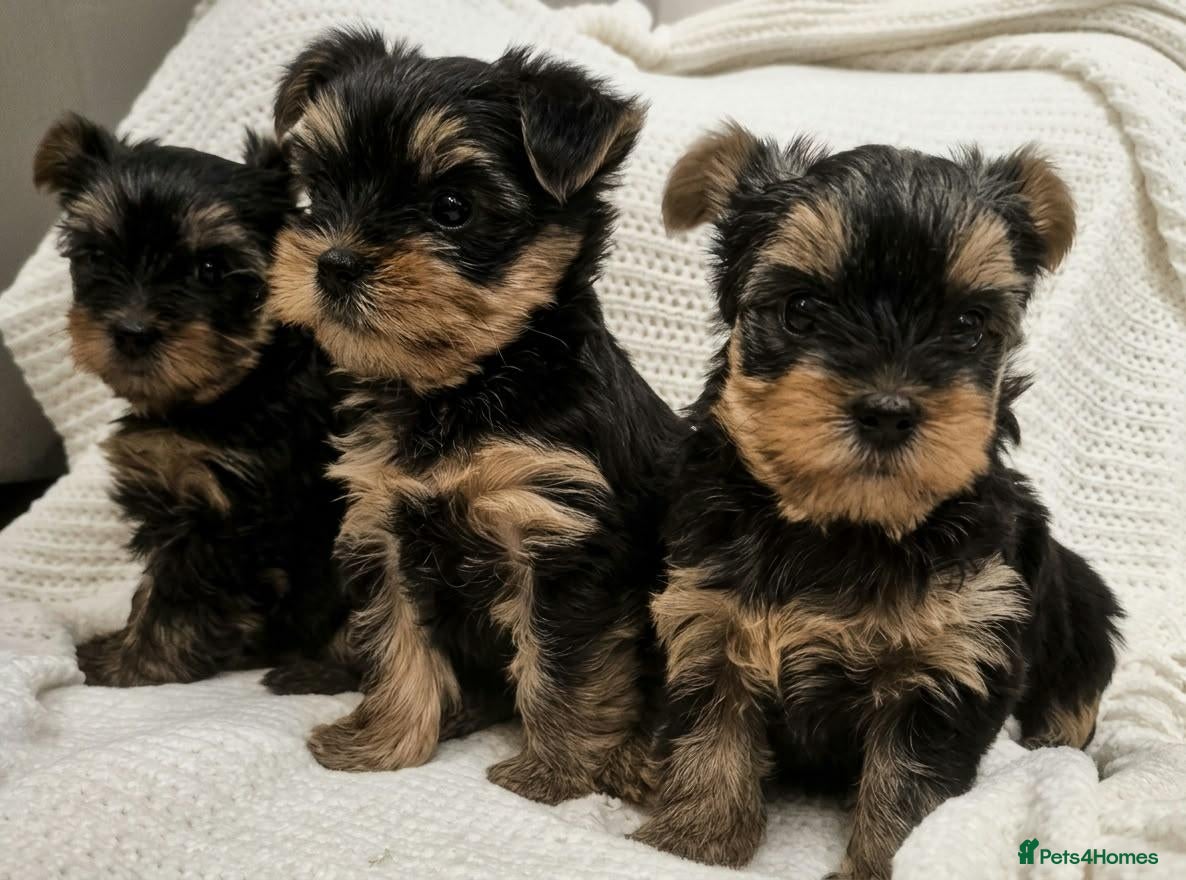 Yorkshire Terrier dogs for sale:  KC Registered Yorkshire Terrier Puppies  - Advert 4