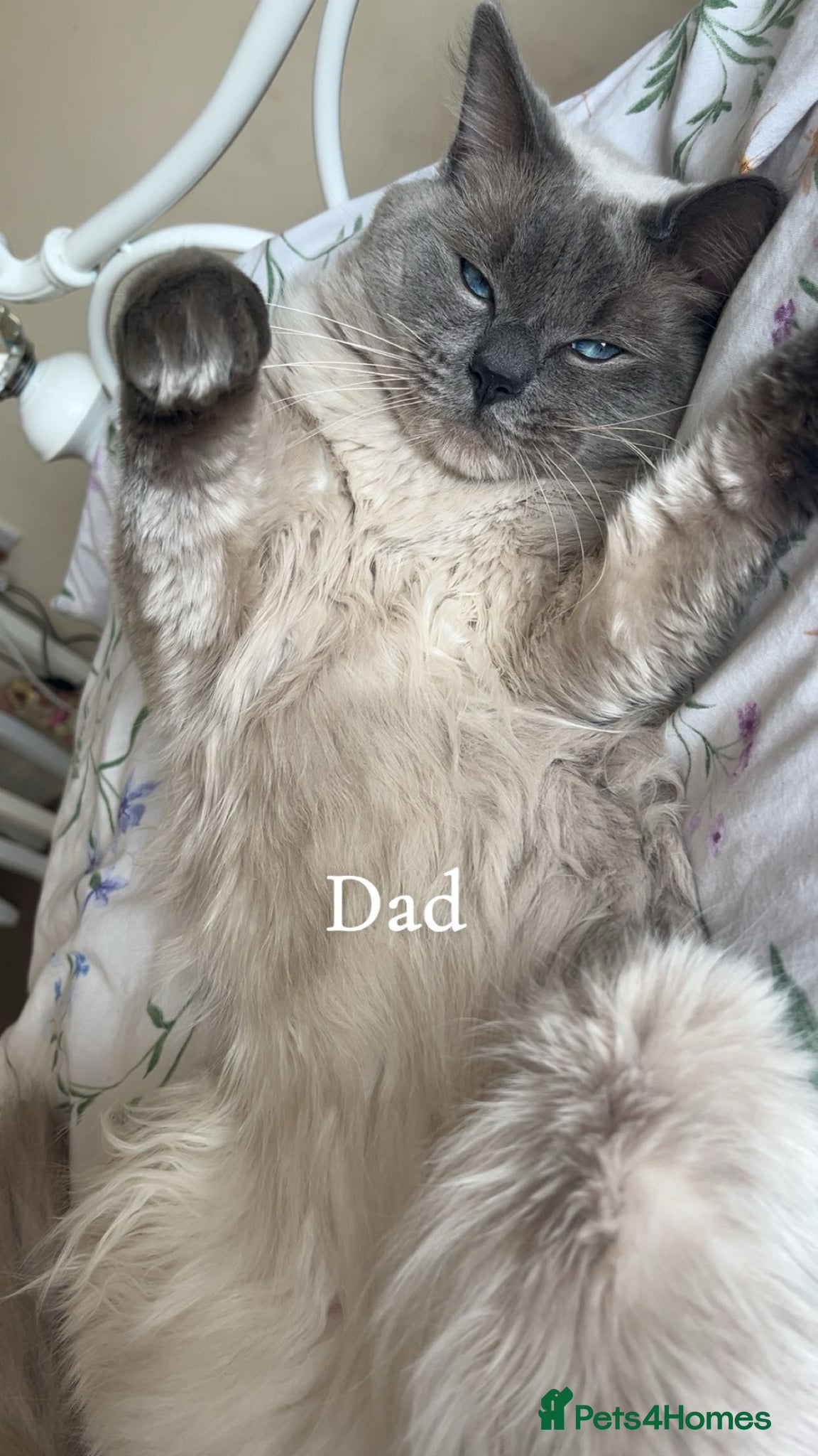 Ragdoll cats PUREBRED RAGDOLL KITTENS  - Advert 2