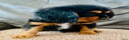Cavalier King Charles Spaniel dogs for sale: K.C registered Black n Tan Cavalier King Charles - Advert 15