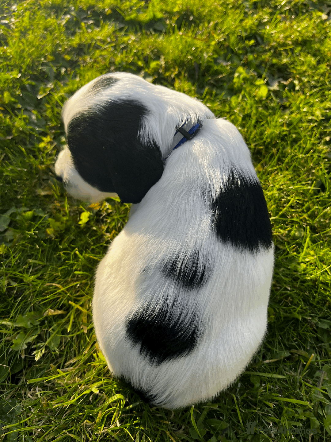 Sprocker dogs for sale: Sprocker Puppies - Image 12