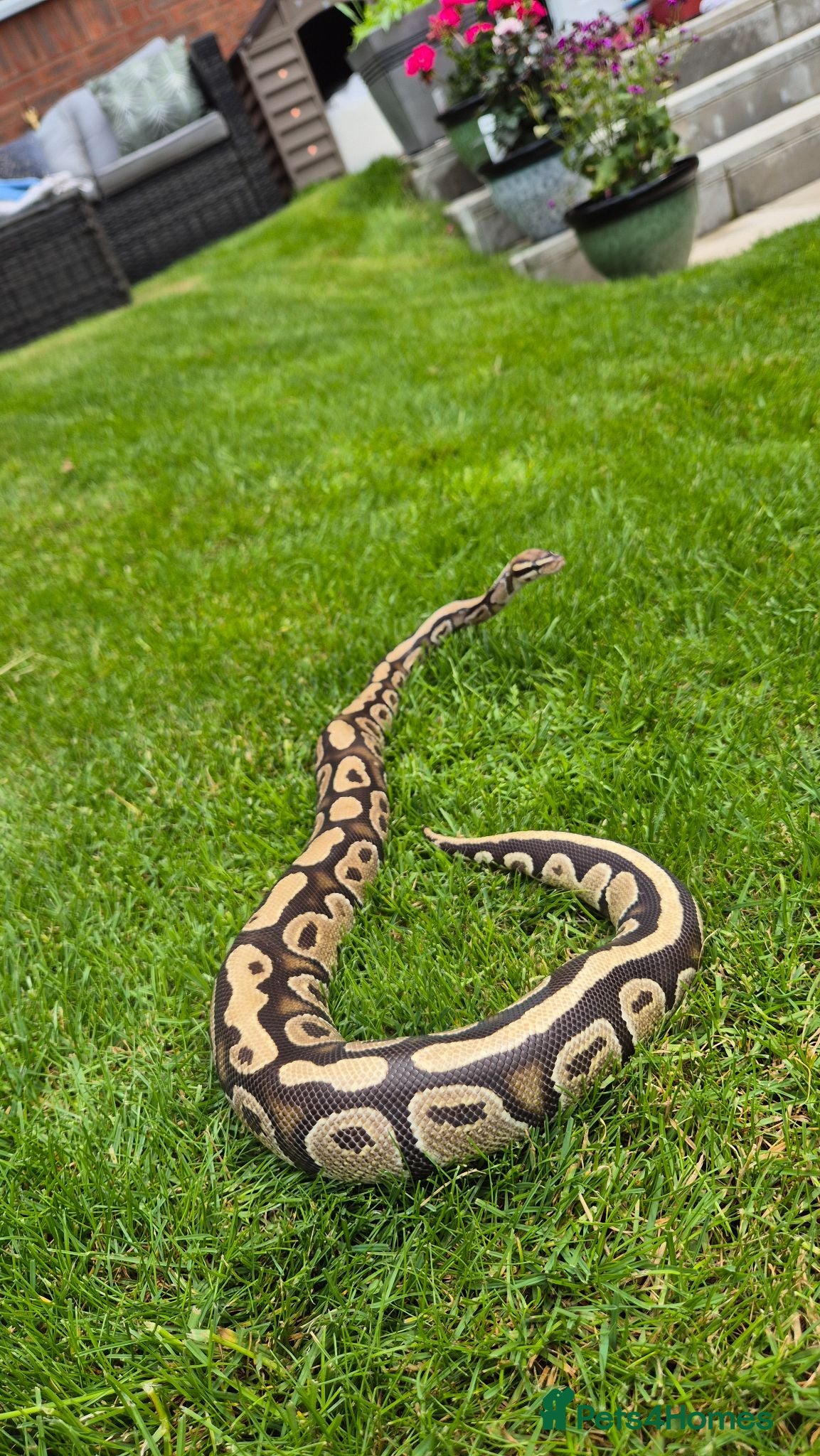 Python Snake reptiles Beautiful ball phyton 18 months old  - Advert 2