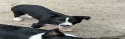 Border Collie dogs for sale: 2 X Male Welsh border collie pups in Crickhowell - Advert 6