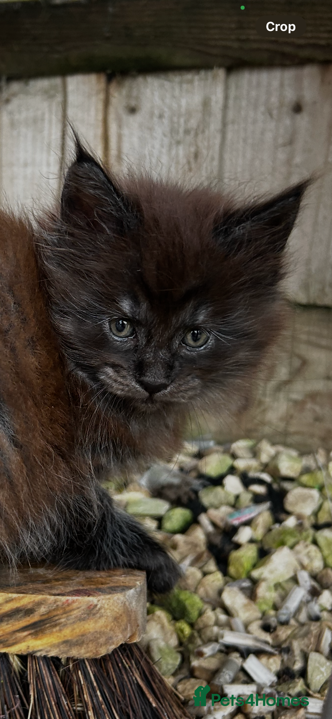 Maine Coon cats for sale: 2 xl tica active mainecoon kittens  - Image 4