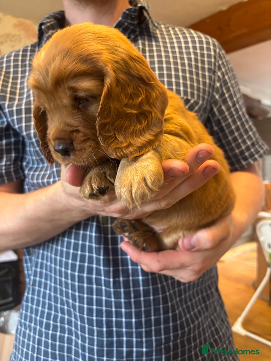 Cocker Spaniel dogs for sale: Working red cocker spaniel puppies for sale - Image 5