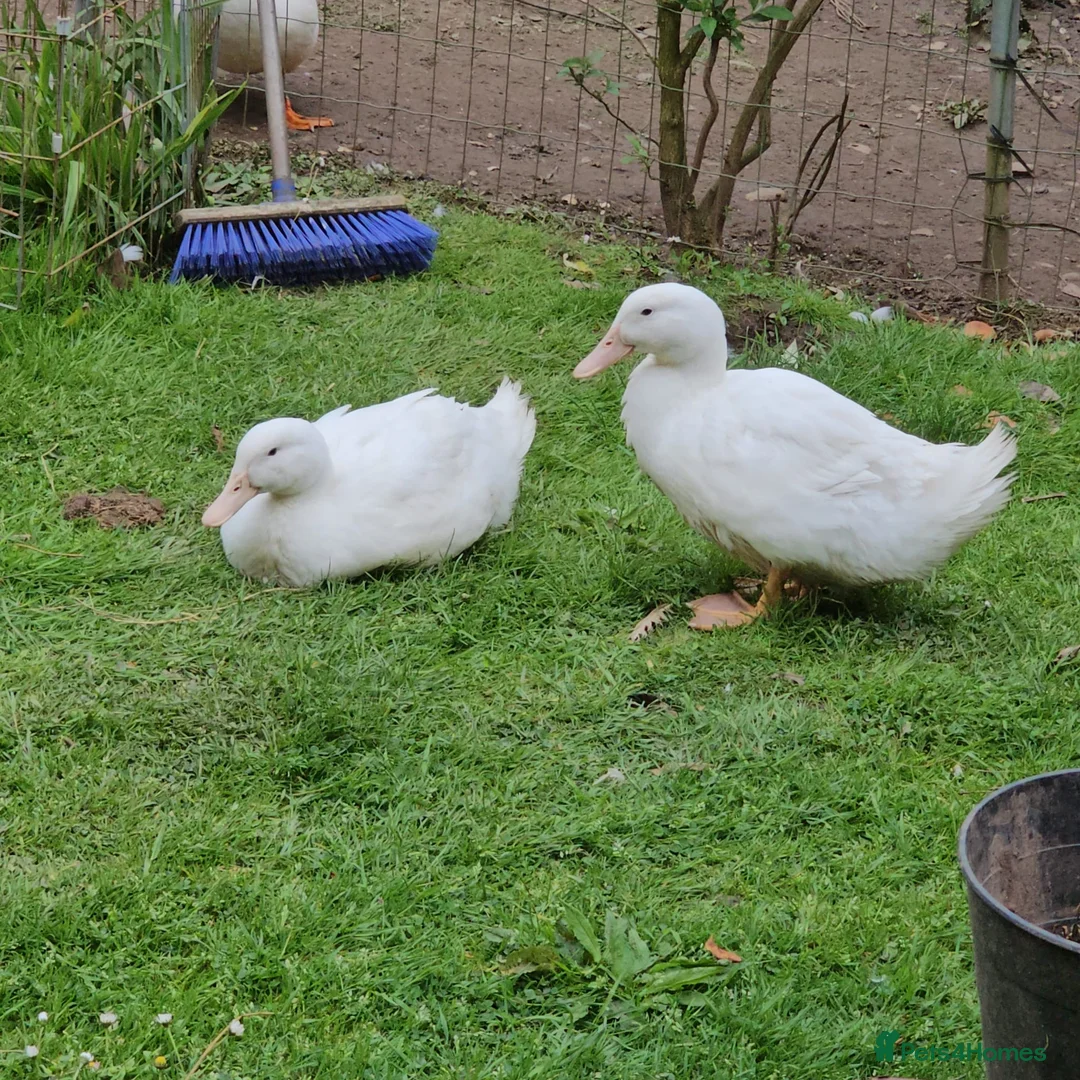 Mixed Breed birds for sale: 3ducks 2 femal and 1 male and 3 chickens  - Advert 3