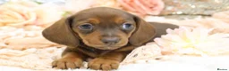 Dachshund dogs for sale: KC Miniature Dachshund Puppies - Advert 7