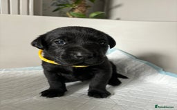 Labrador Retriever dogs for sale: 9 Beautiful Labrador Puppies For Sale  - Image 17