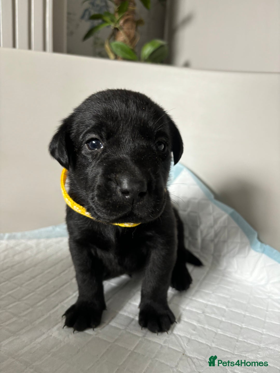 Labrador Retriever dogs for sale: 9 Beautiful Labrador Puppies For Sale  - Image 17