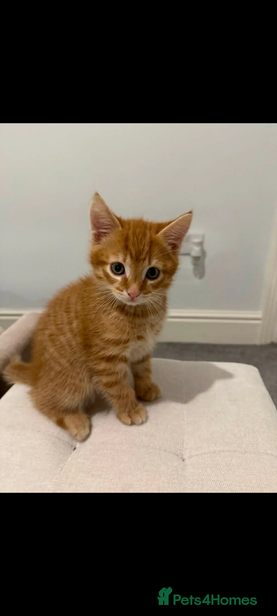 Exotic cats for sale: Exotic - Advert 1