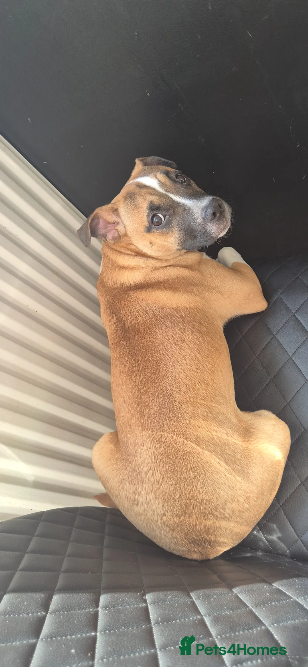 Mixed Breed dogs for sale: Lily is lokking for new home  in Rochdale - Advert 3