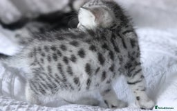 British Shorthair cats for sale: GCCF British Shorthair Silver Kittens - Advert 8