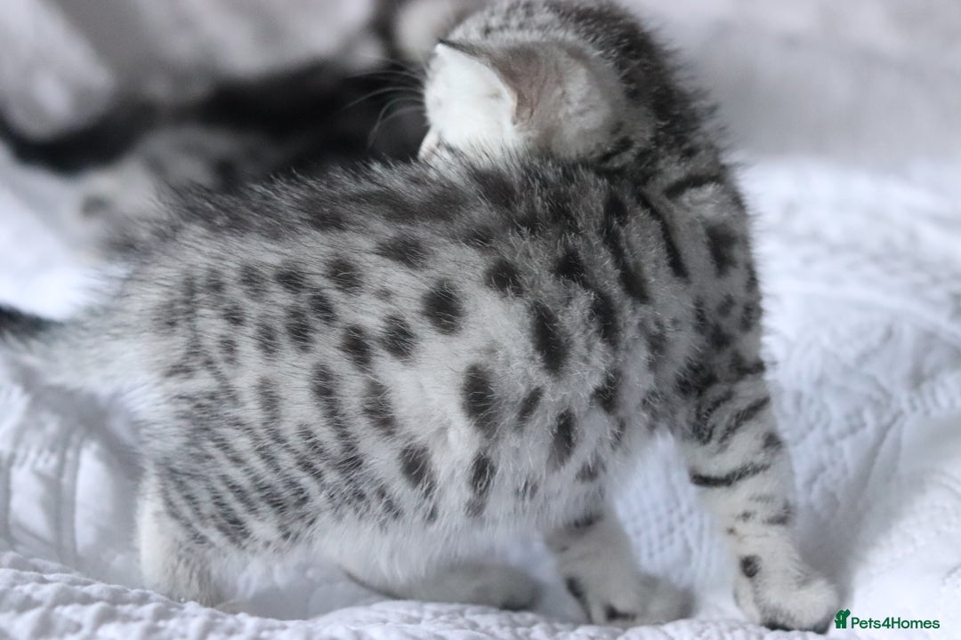 British Shorthair cats for sale: GCCF British Shorthair Silver Kittens - Advert 8