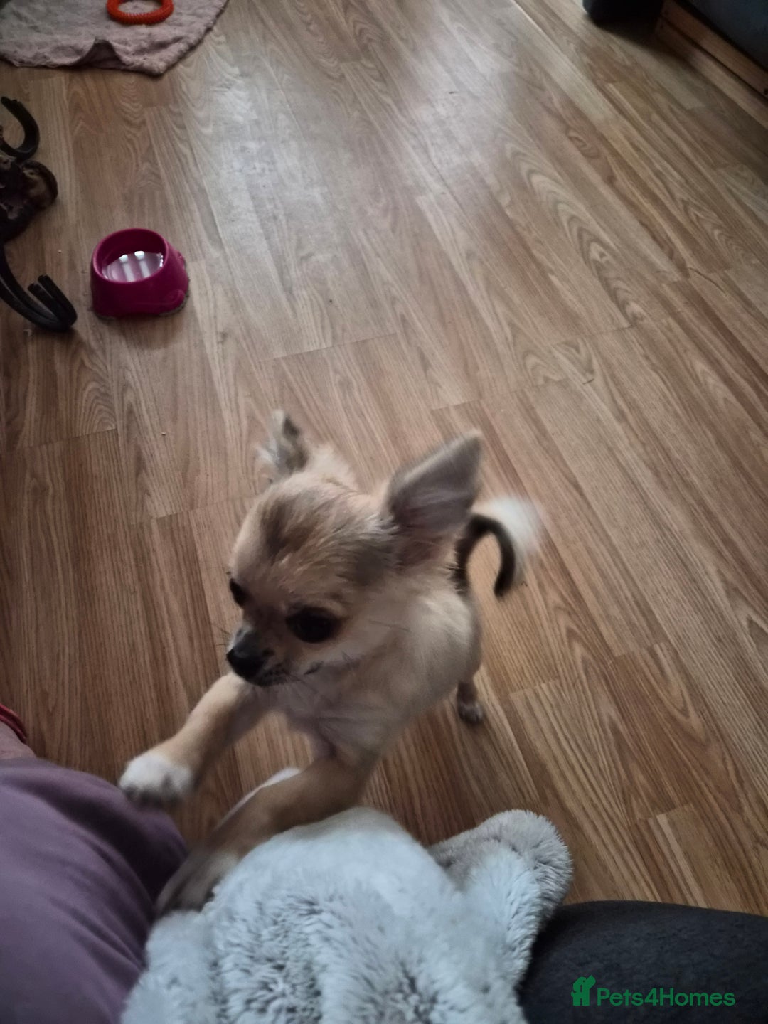 Chihuahua dogs for sale: Long haired chihuahua  - Image 11