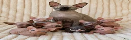 Sphynx cats for sale:  A Very Special Little Girl – Now Available  - Advert 2